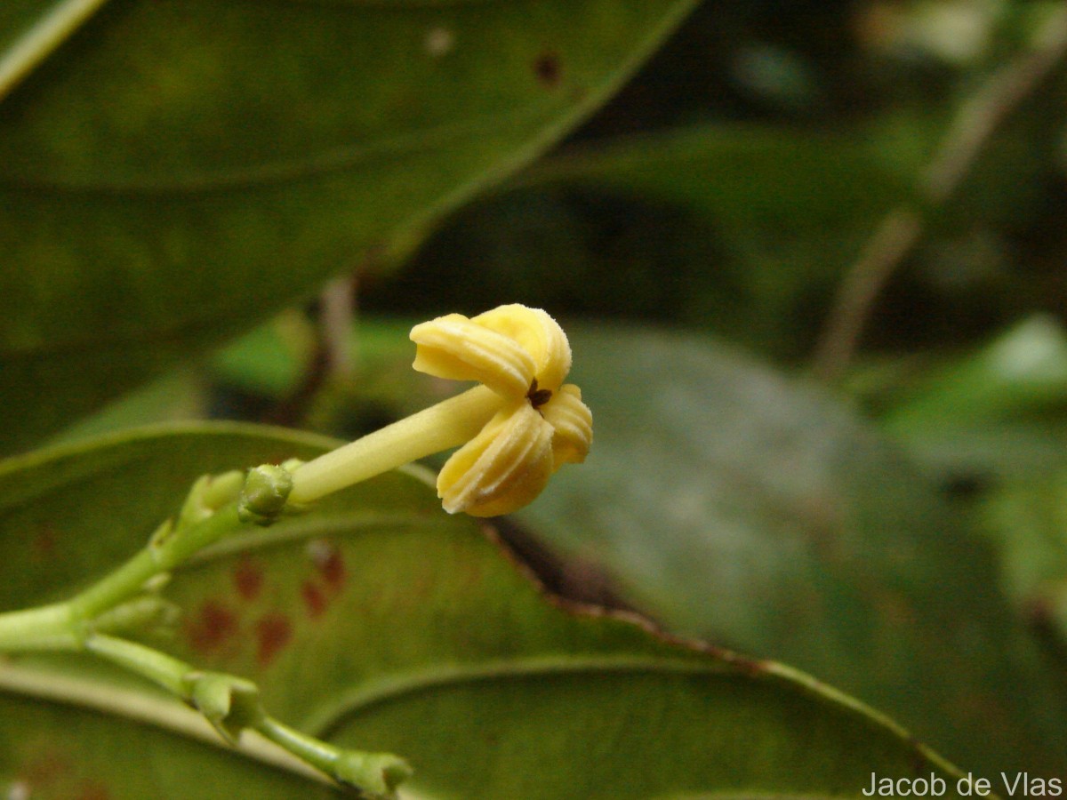 Timonius flavescens (Jacq.) Baker